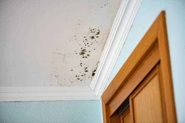 Best Post-Flood Mold Remediation in Bertsch Oceanview, CA