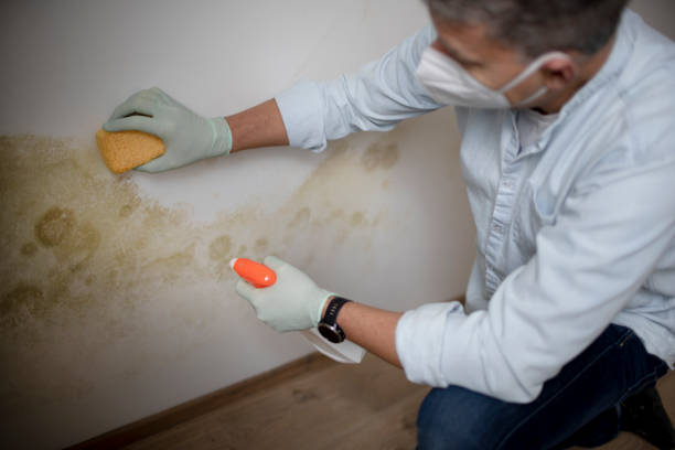 Best Commercial Mold Remediation in Bertsch Oceanview, CA