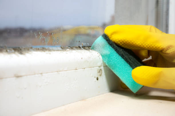 Best Mold Remediation for Specific Building Types in Bertsch Oceanview, CA