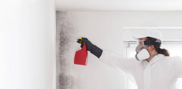 Best Mold Testing and Inspection Services in Bertsch Oceanview, CA