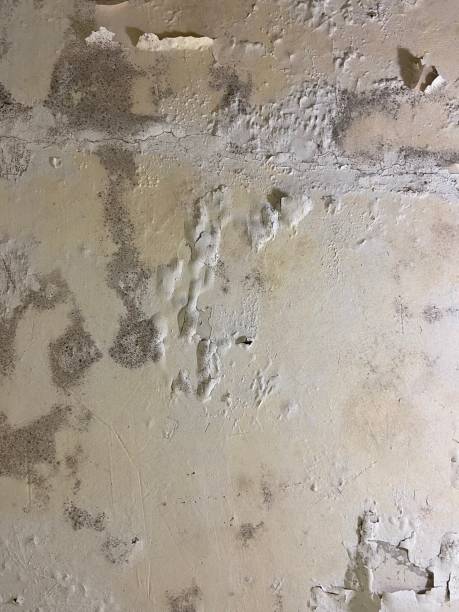 Best Kitchen Mold Remediation in Bertsch Oceanview, CA