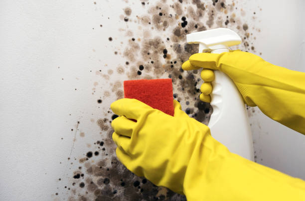Best Insurance-Related Mold Remediation in Bertsch Oceanview, CA