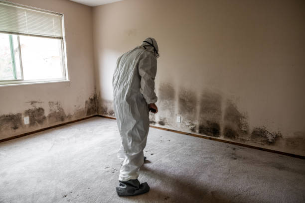 Professional Mold Remediation in Bertsch Oceanview, CA