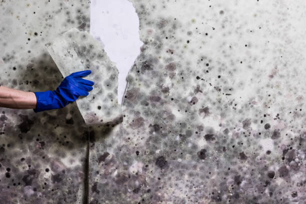 Best HVAC Mold Remediation in Bertsch Oceanview, CA