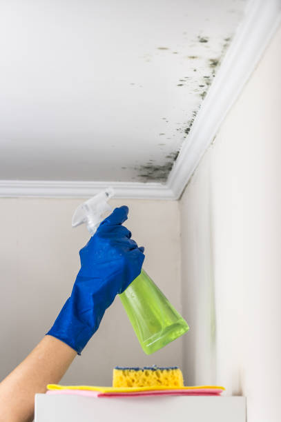 Best Localized Mold Remediation (e.g., coastal areas, humid climates) in Bertsch Oceanview, CA